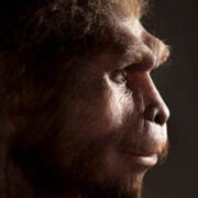 Na pesquisa ficou demonstrado que o Homo Sapiens desenvolveu sua defesa e por isso não sofreu o processo de extinção