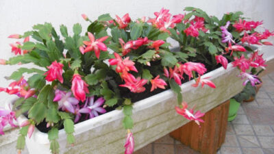 Flor de Seda, linda flor que só floresce em Maio.