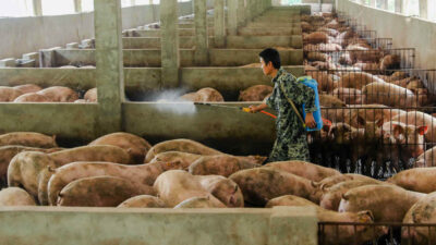 Já há novas cepas do vírus circulando entre os porcos da China (Imagem: Reuters/Stringer)